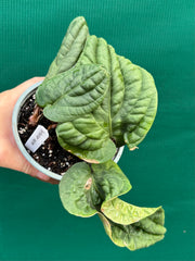 Anthurium ‘Radicans’