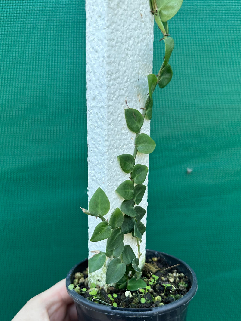 Rhaphidophora Hayi