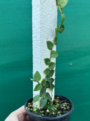 Rhaphidophora Hayi