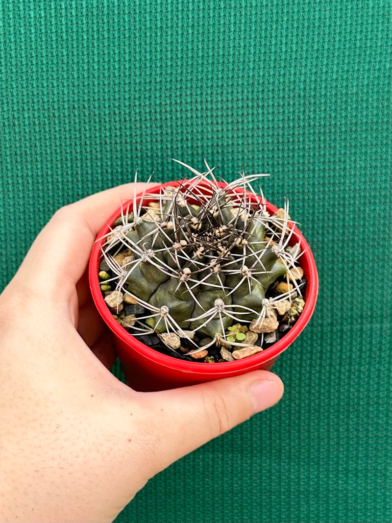 gymnocalycium (assorted)