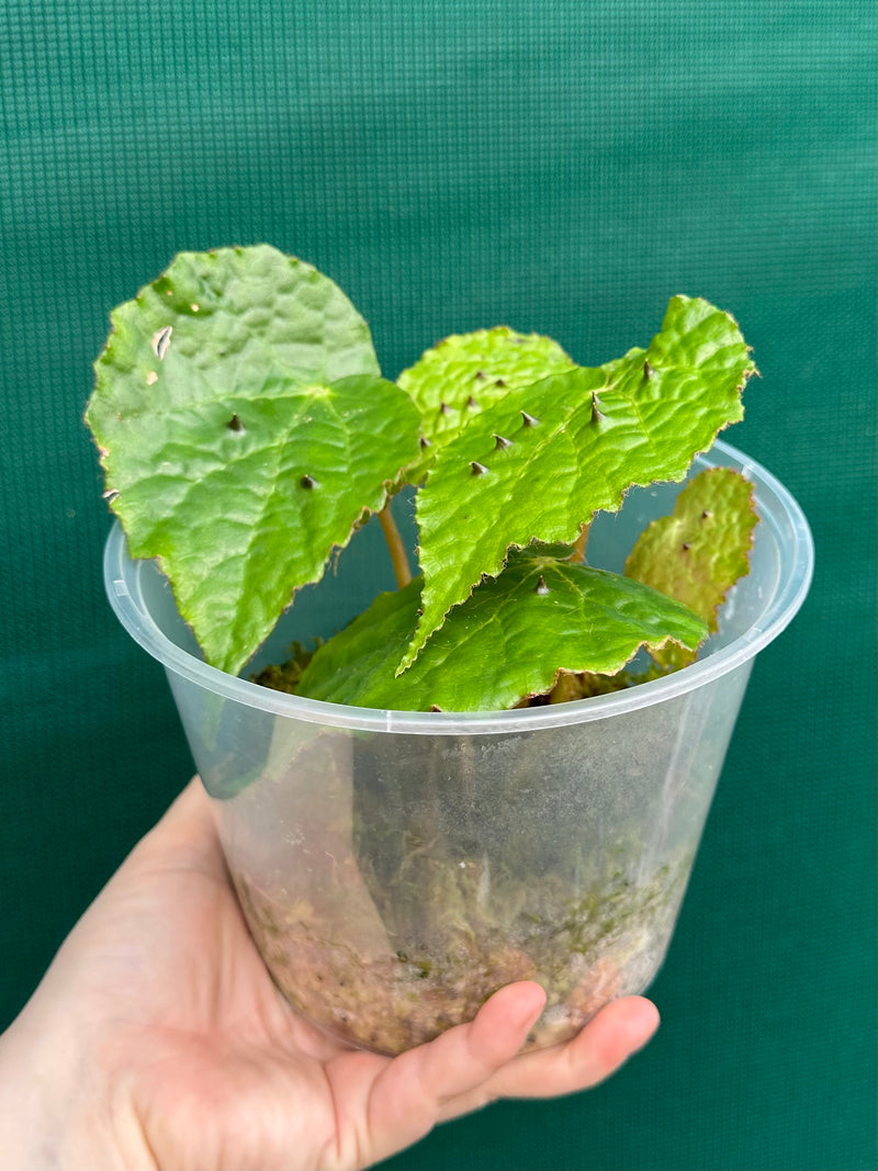 Begonia ferox
