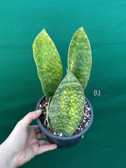 Sansevieria Masoniana ‘Mason’s Congo Paddle’ NEW