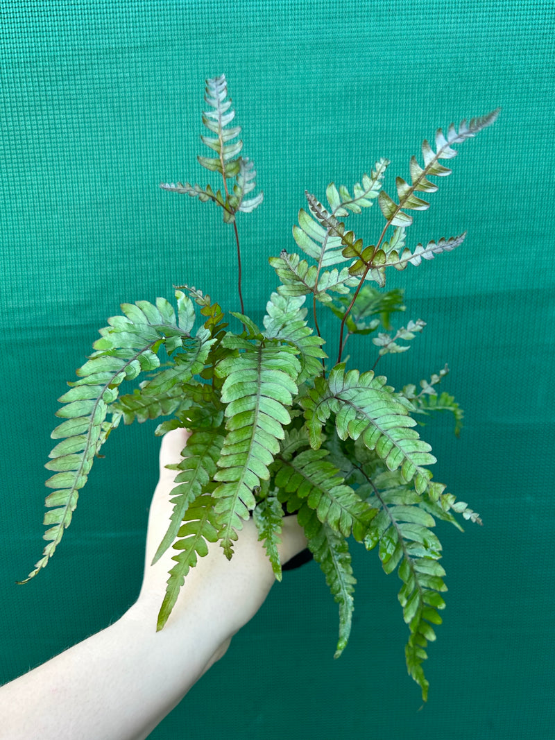 Adiantum ‘Rough Maidenhair Fern’
