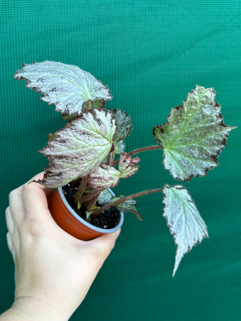 Begonia ‘Blanche’