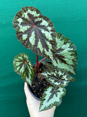Begonia ‘Silver Legend’ NEW