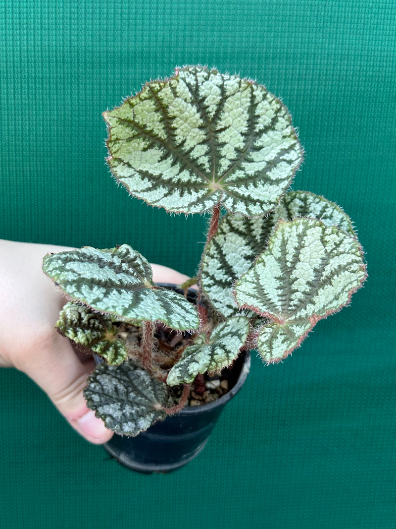 Begonia NOID (unknown Vietnam) NEW