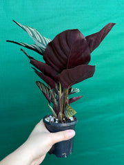Calathea ‘Sanderiana Beauty’