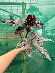 Begonia ‘Bashful Bandit’
