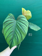 Philodendron sp Colombia NEW