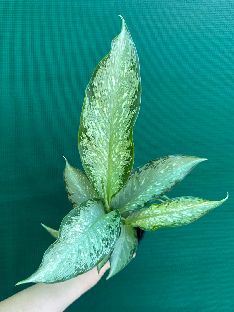 Dieffenbachia ‘Memoria Corsii’