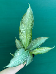 Dieffenbachia ‘Memoria Corsii’