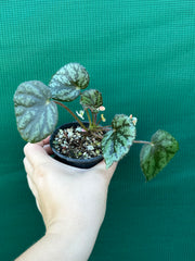 begonia nigritarium