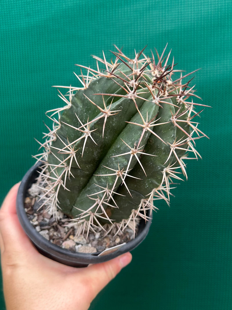 Melocactus Zehntneri NEW