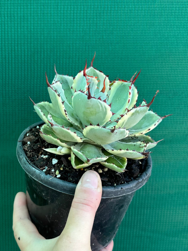 Agave kissho kan