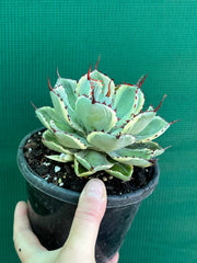 Agave kissho kan