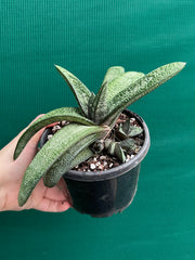 Gasteria batesiana NEW