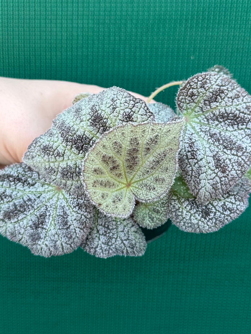Begonia ningingensis (White Form) NEW