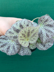 Begonia ningingensis (White Form) NEW