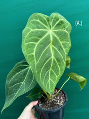 Anthurium ‘Magnificum’ NEW