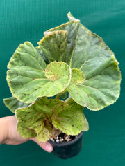 Begonia ‘Wild Oats’