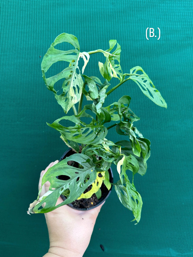 Monstera ‘Adansonii’ Variegated Albo