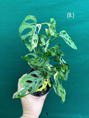Monstera ‘Adansonii’ Variegated Albo