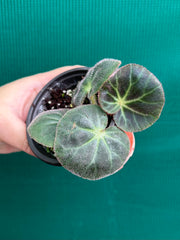 Begonia subacida (sp. Brazil)