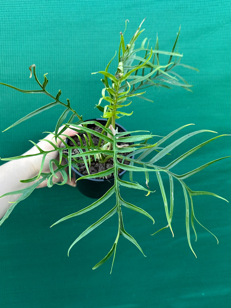 Philodendron ‘Tortum’