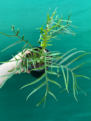Philodendron ‘Tortum’