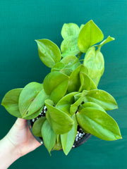 Schindapsus Treubii Moonlight