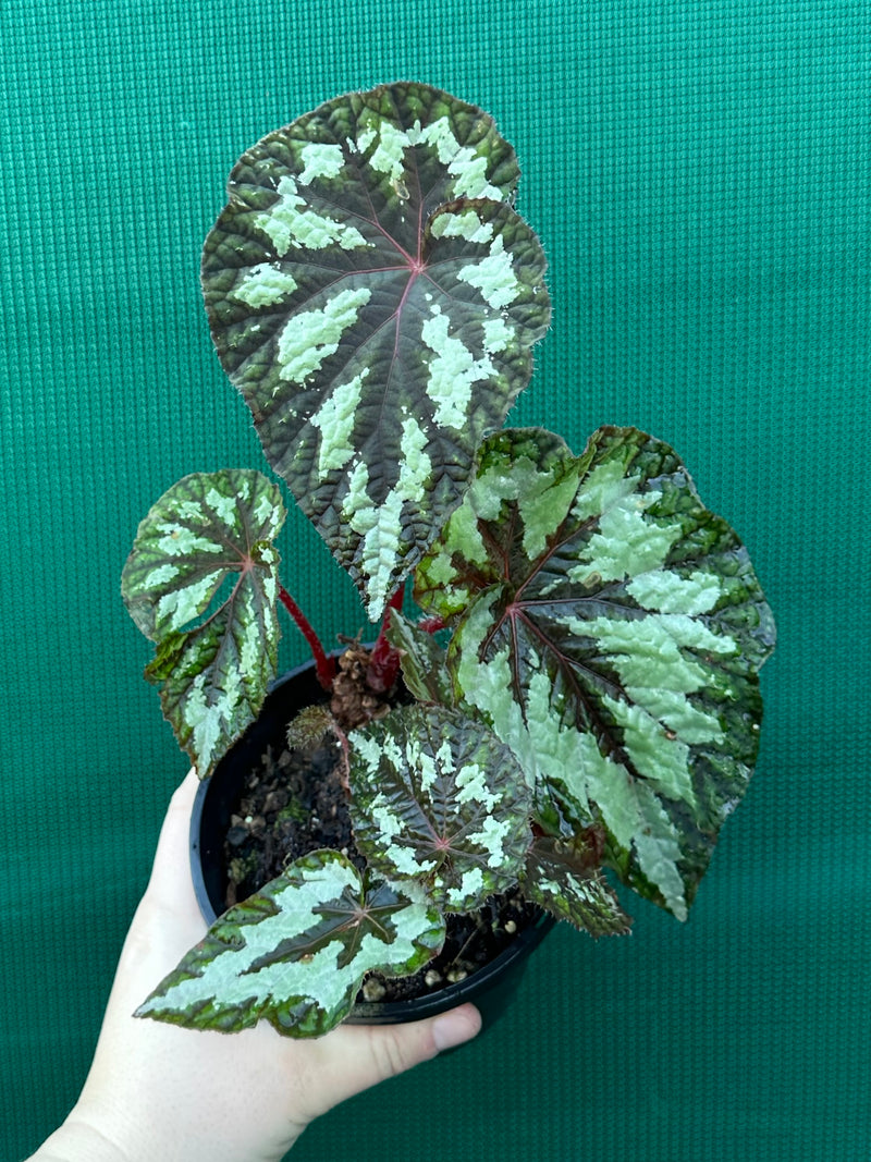 Begonia ‘Silver Legend’ NEW
