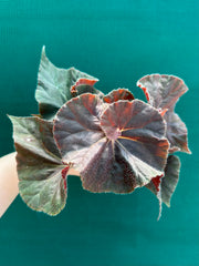 Begonia ‘Enid Henderson’