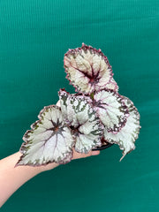 Begonia NOID 37