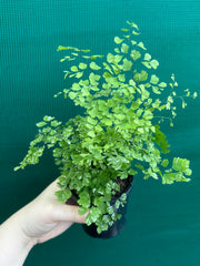Adiantum ‘Maidenhair Fern Variegated’ NEW