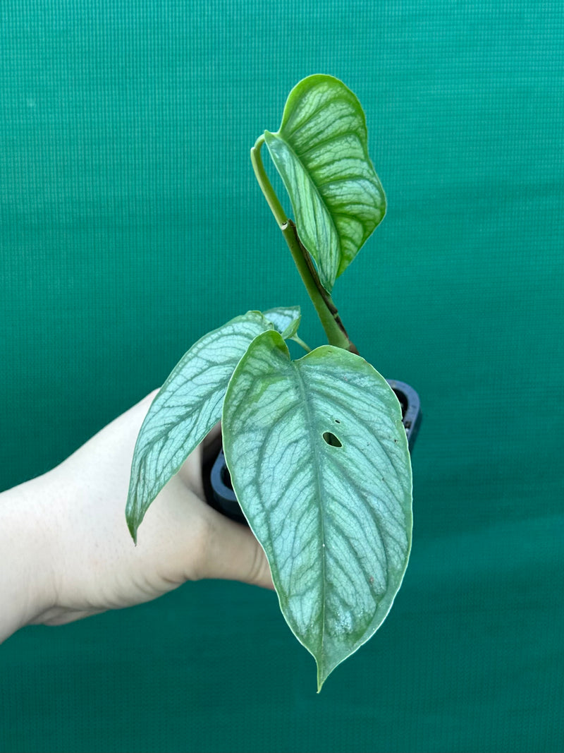 Monstera ‘El Salvador’