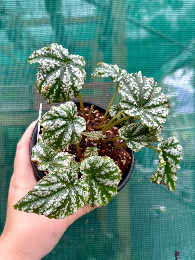 Begonia ‘Tiny Bubbles’