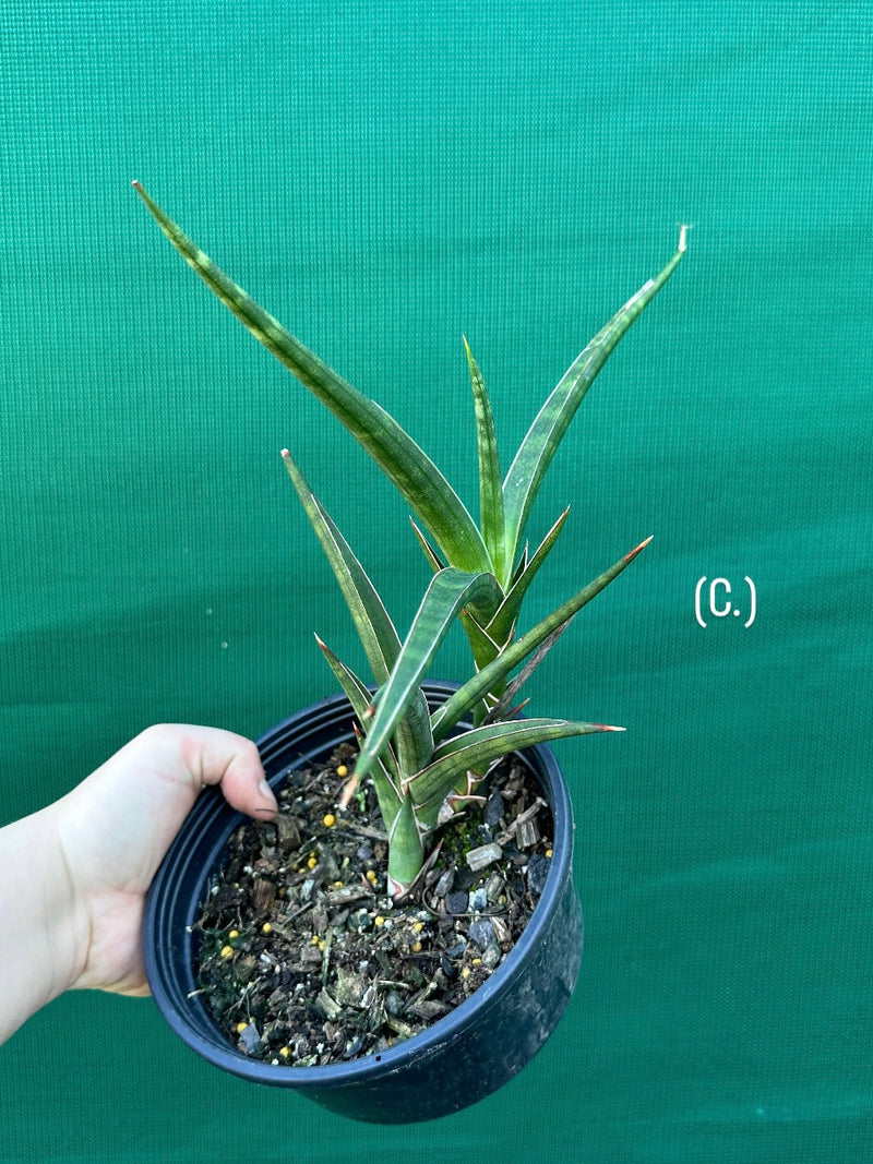 Sansevieria ballyi NEW