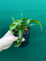 Asplenium ‘Hurricane’ NEW