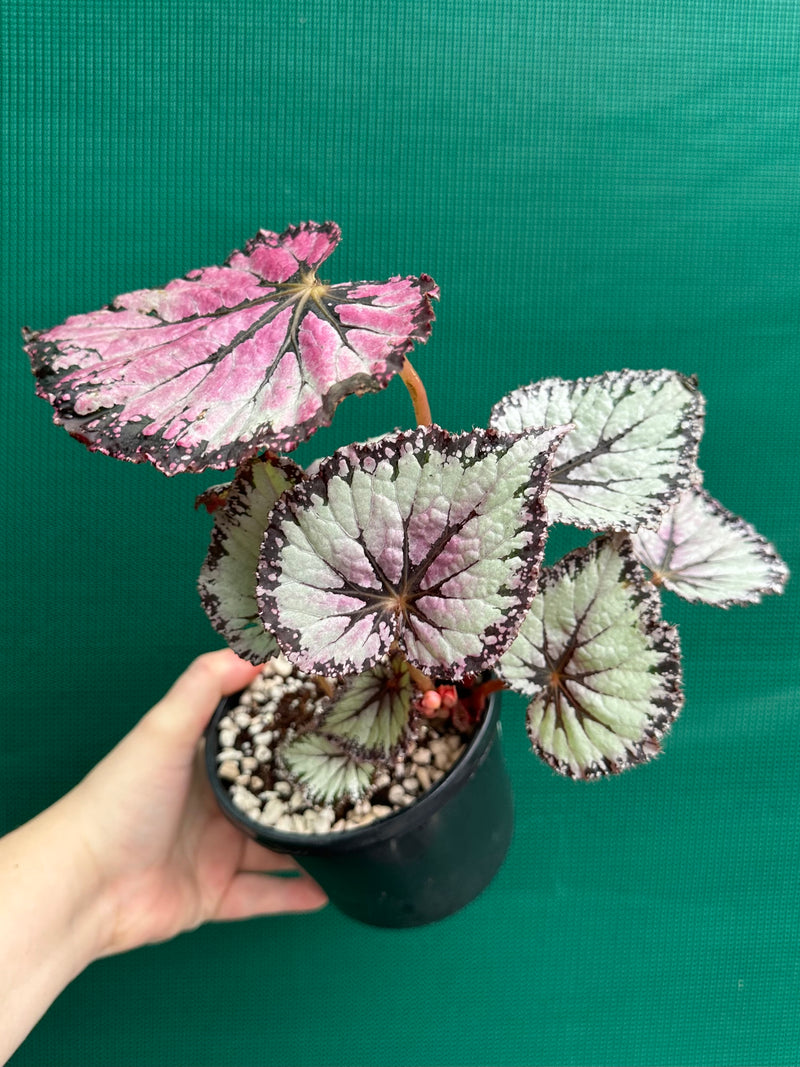 Begonia NOID 63