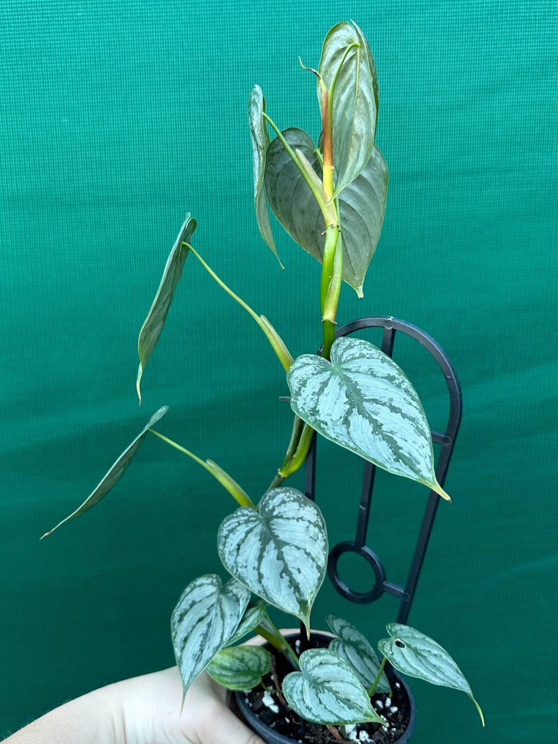 Philodendron Brandtianum