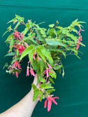 Begonia ‘Bossa Nova’ (Pink Flower)