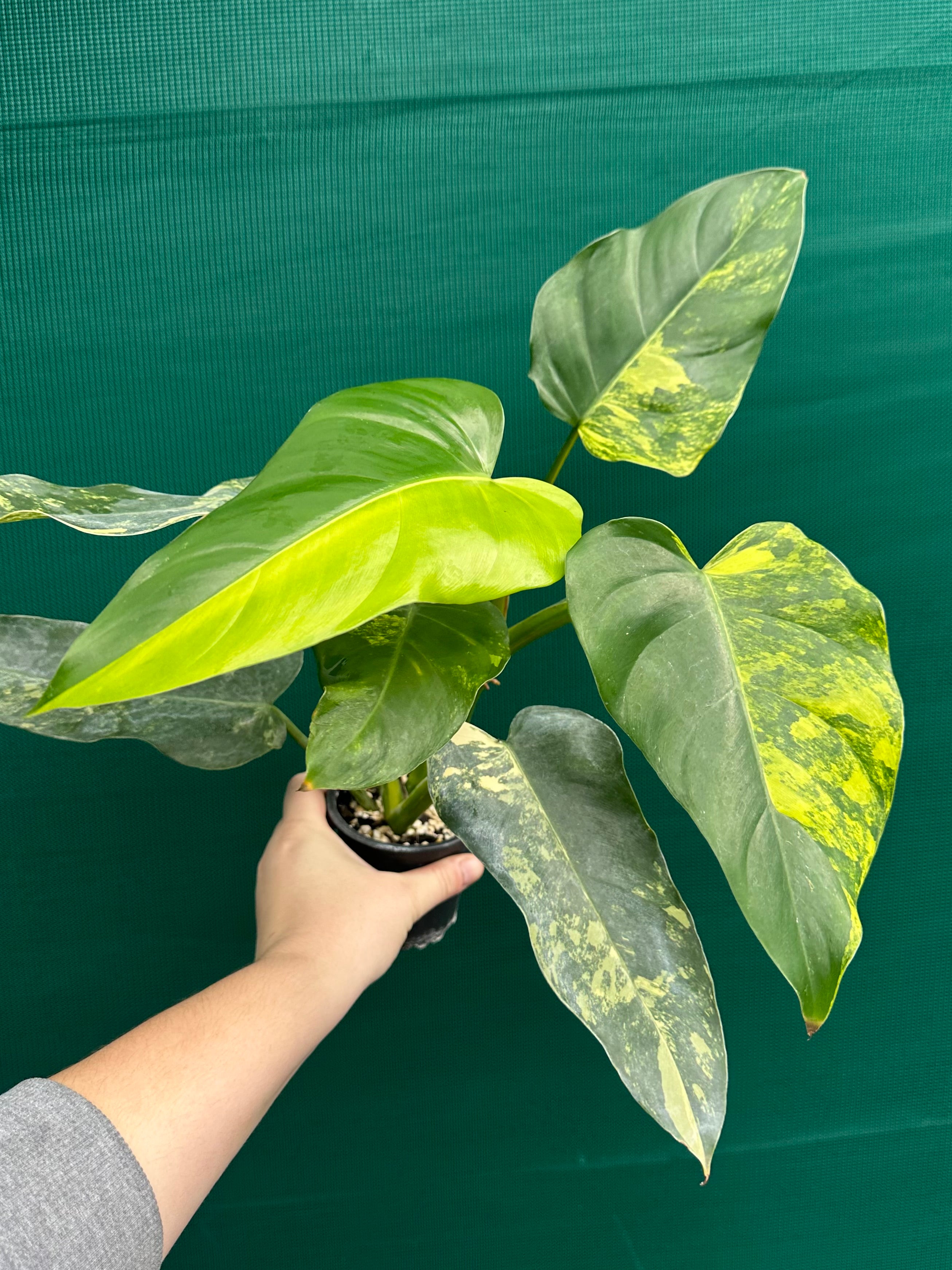 philodendron domesticum variegated care Philodendron 'Domesticum Variegated'