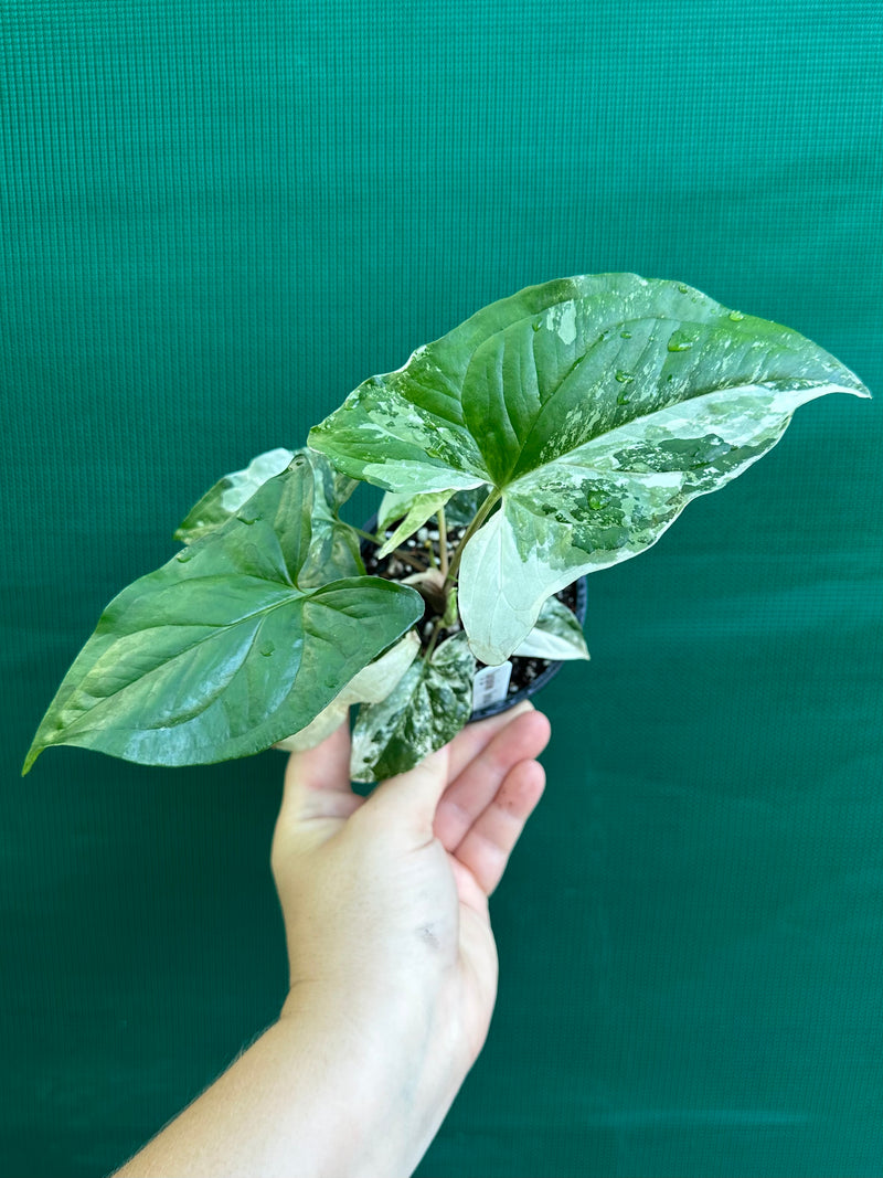 Syngonium ‘Fantasy’