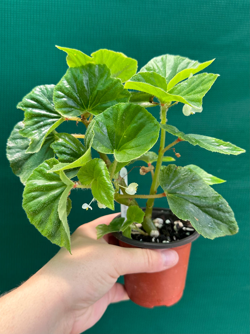 Begonia hirtella