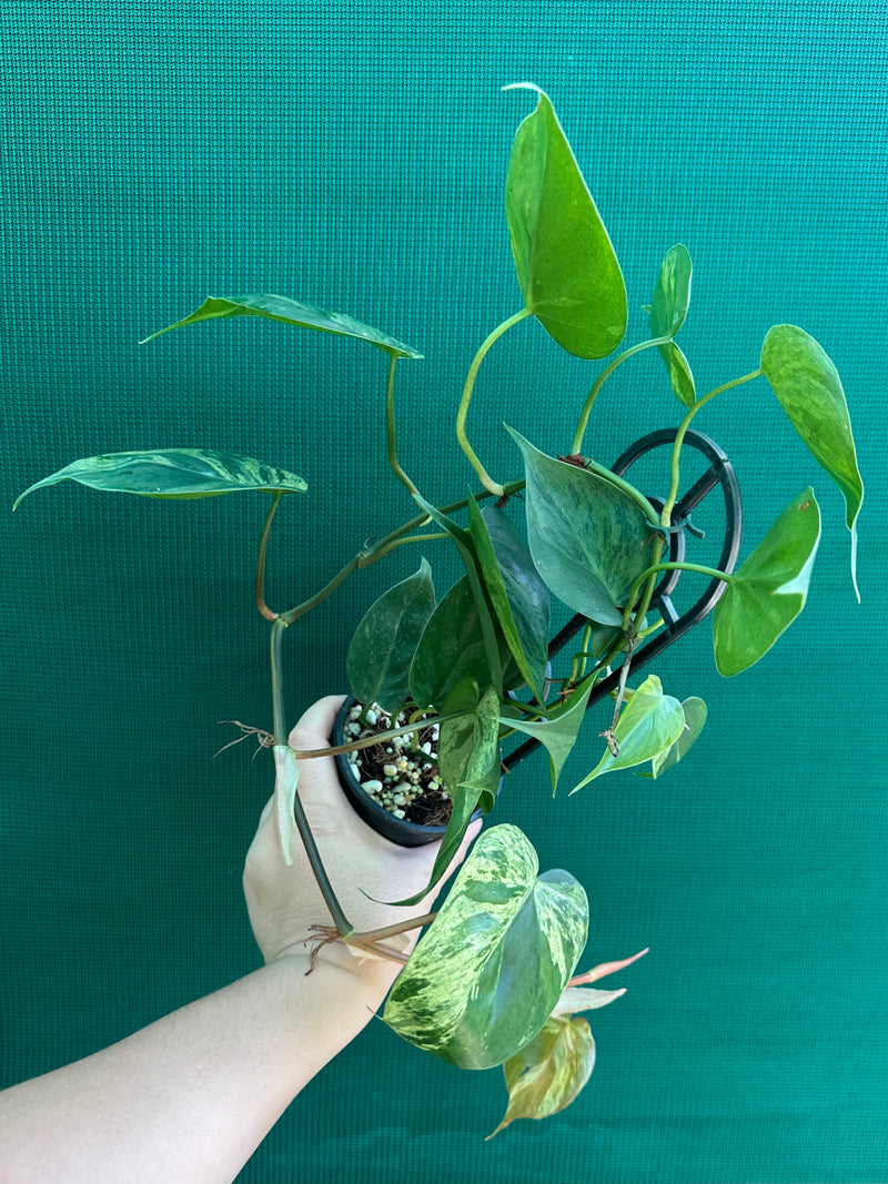 Philodendron Heart-leaf Variegated