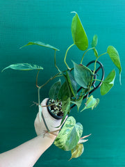 Philodendron Heart-leaf Variegated