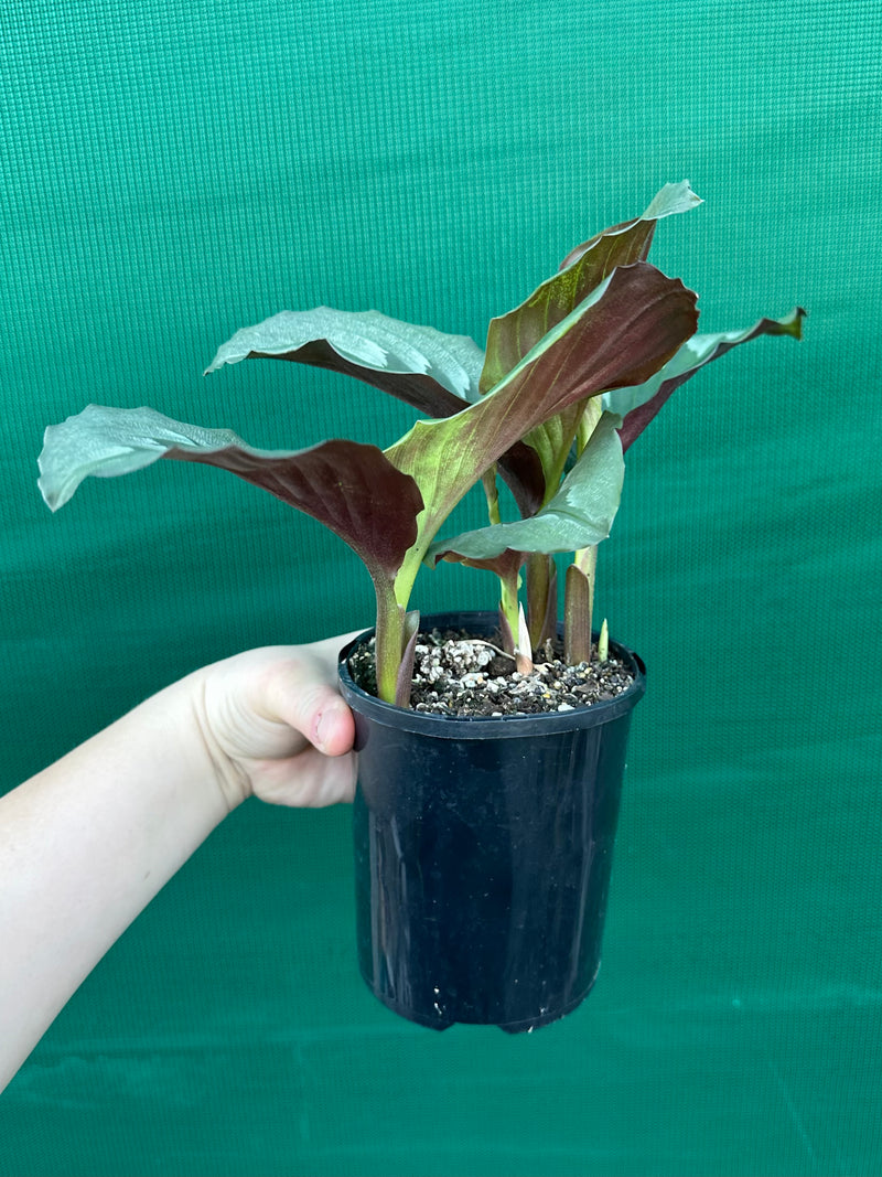 Kaempferia ‘Velvet Butterfly’ NEW