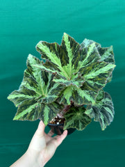 Begonia ‘Norgrove Star’
