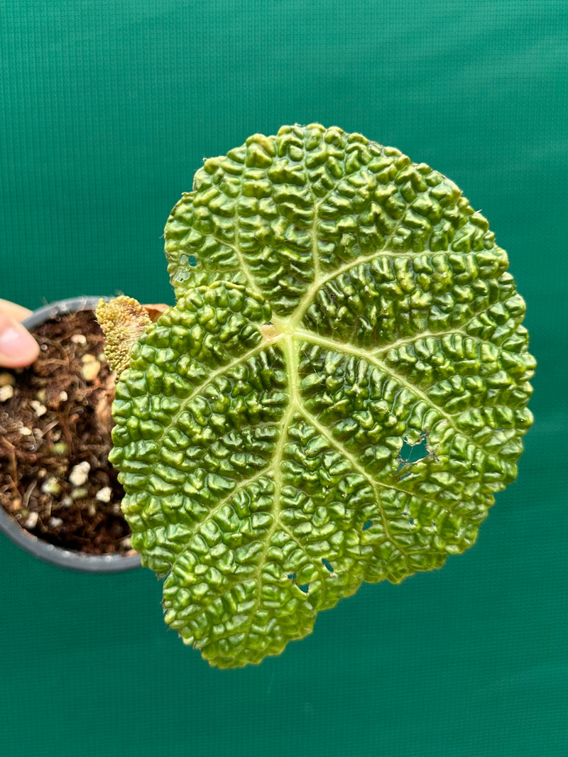 Begonia gehrtii