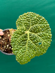 Begonia gehrtii